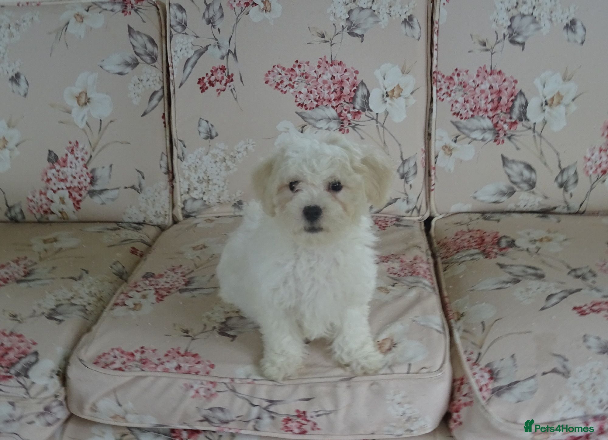 Bichon Frise dogs Beautiful Bichon Frise Puppy - Advert 7