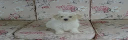 Bichon Frise dogs for sale: Beautiful Bichon Frise Puppy - Advert 1