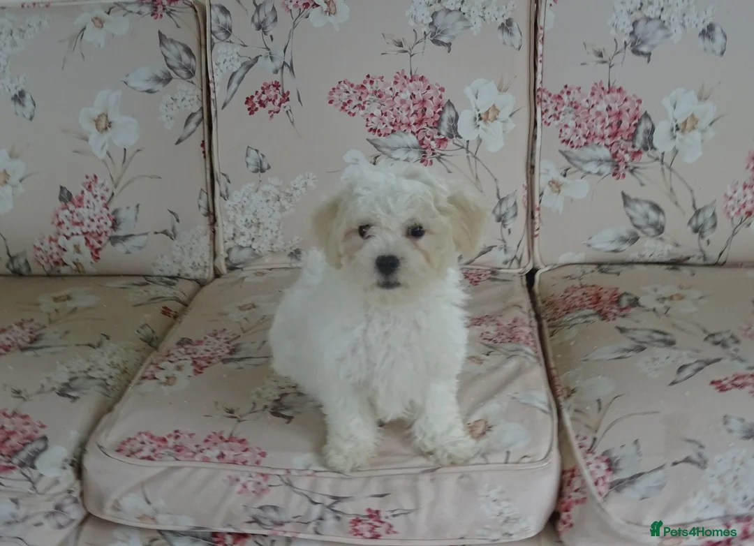 Bichon Frise dogs for sale: Beautiful Bichon Frise Puppy - Advert 1