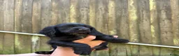 Cocker Spaniel dogs for sale: Cocker spaniel puppies  - Advert 6