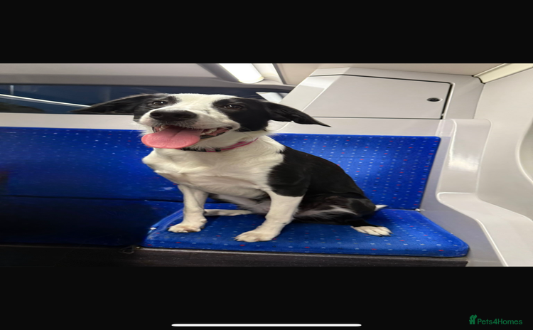 Border Collie dogs - Advert 2