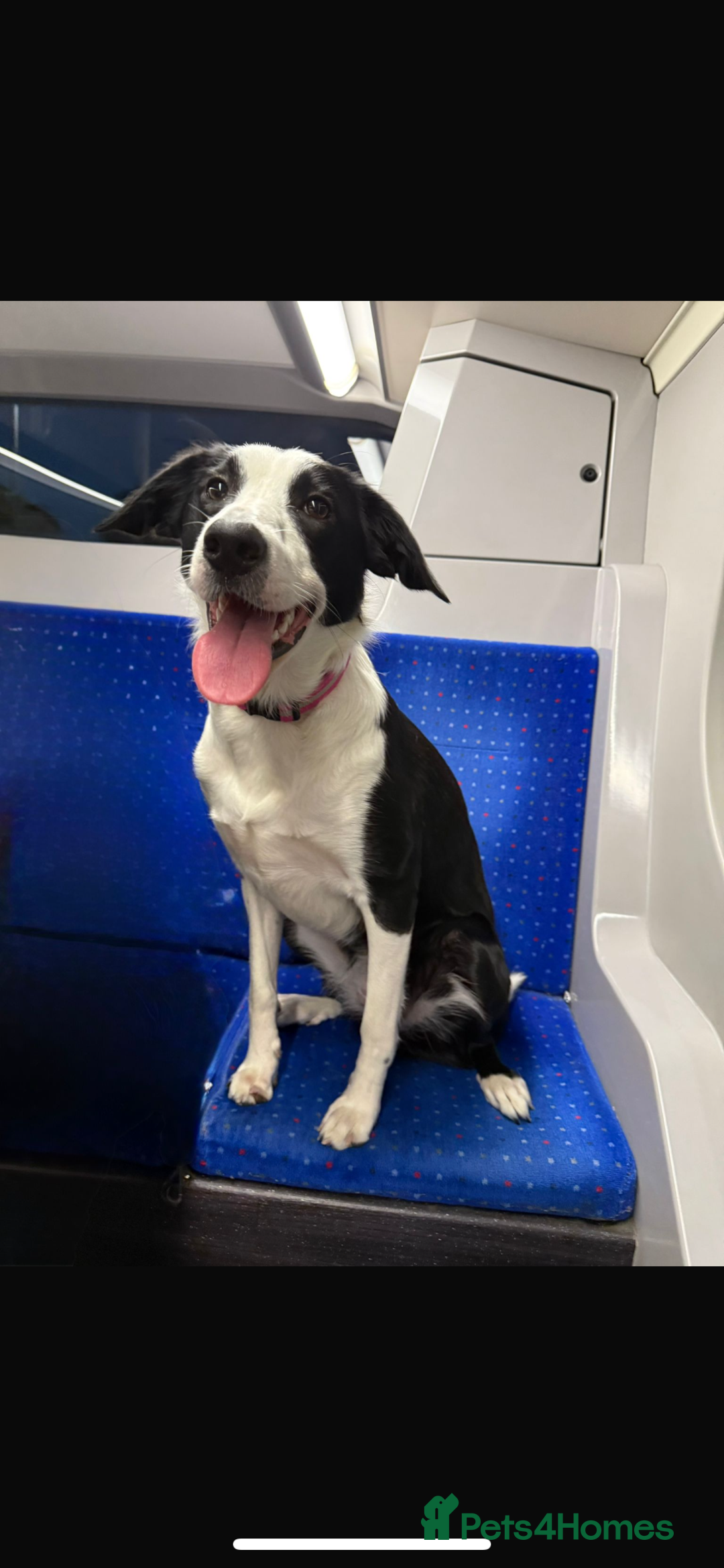 Border Collie dogs for sale: 10 month old border collie puppy ❤️ - Image 1
