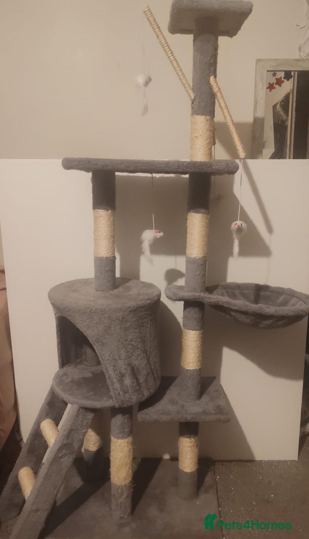 Mixed Breed cats for sale: Tabby cat in need of a new home  - Advert 2