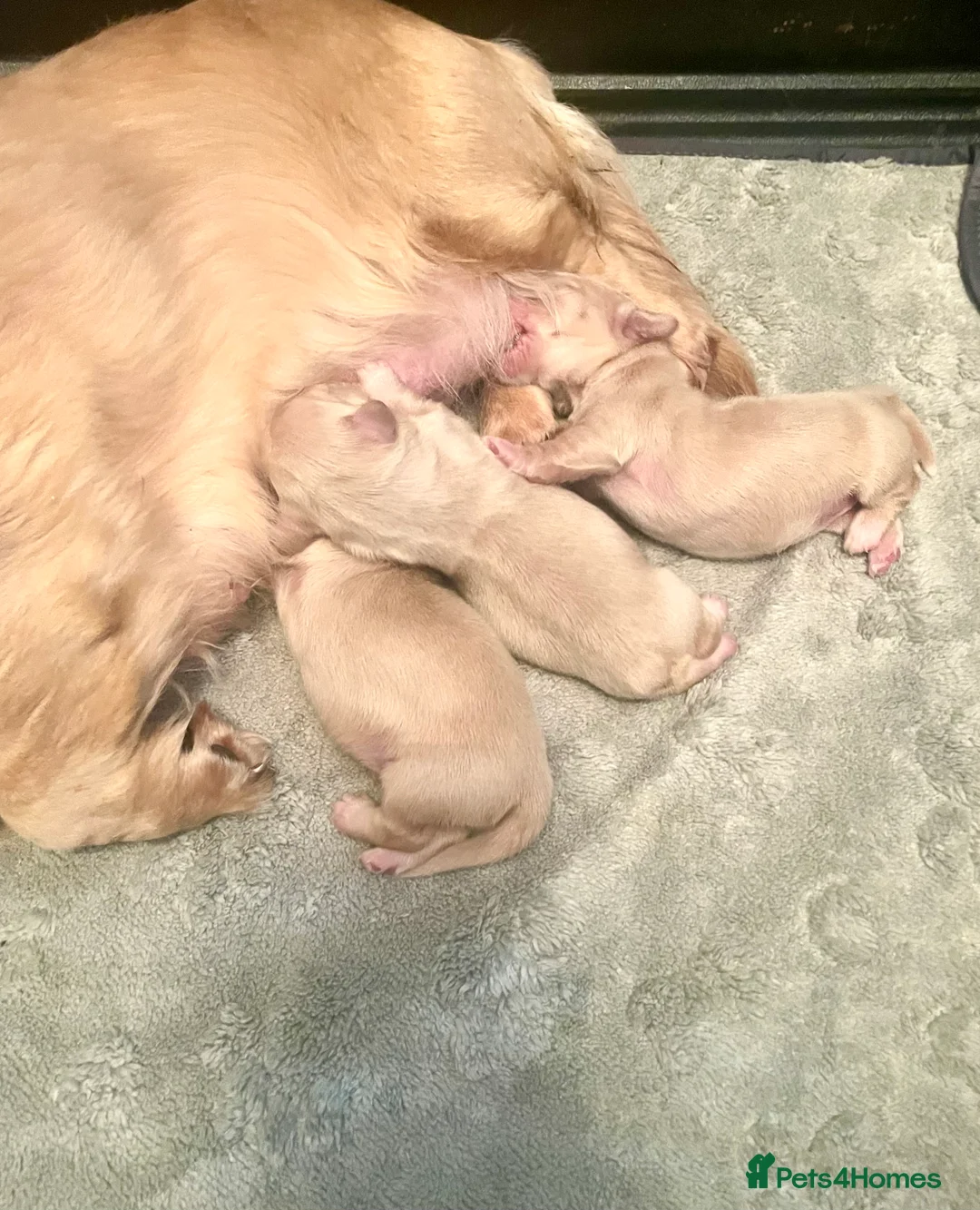 Miniature Dachshund dogs for sale: KC Miniature Long haired Cream dachshunds  - Advert 9