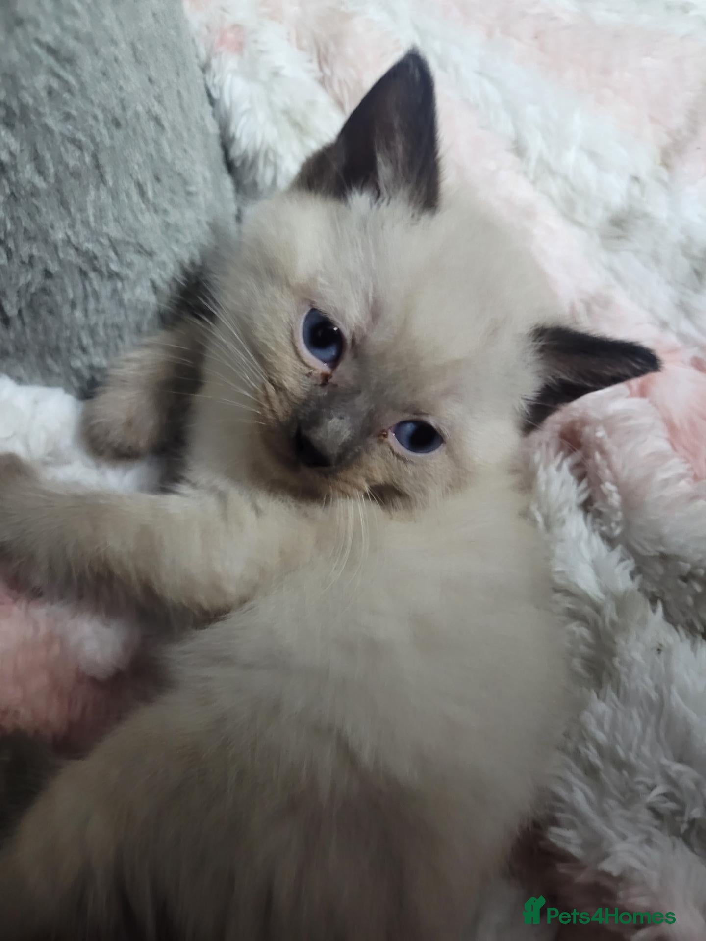 Ragdoll cats Lang hair ragdoll mix - Advert 1