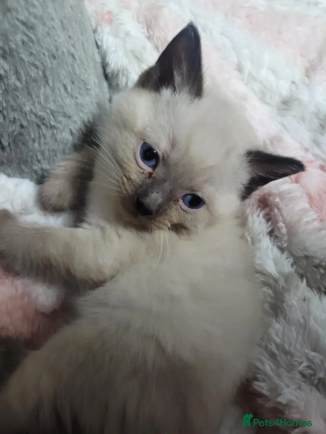 Ragdoll cats for sale: Lang hair ragdoll mix - Advert 1