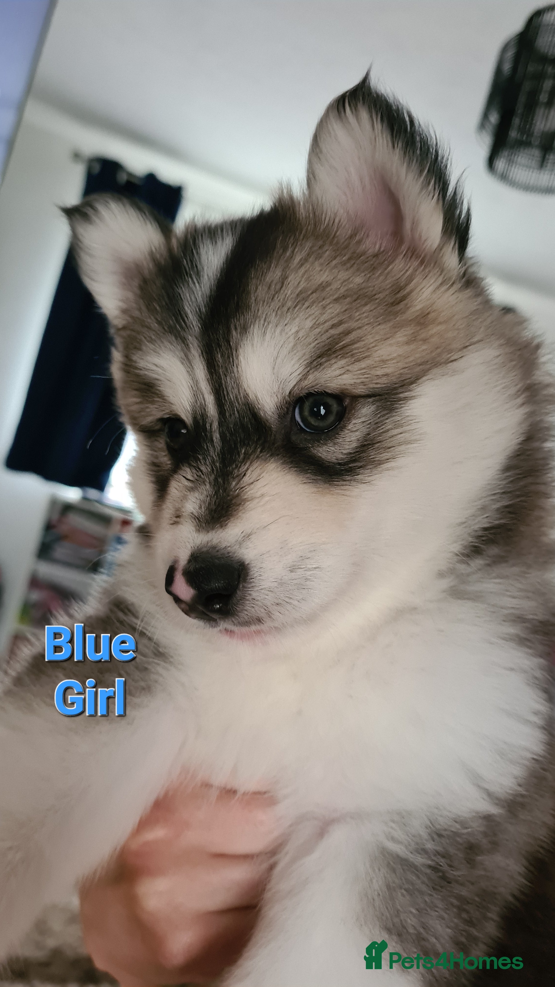 Siberian Husky dogs for sale: Urgent – 2 Siberian Husky Boy Looking for Homes - Advert 11