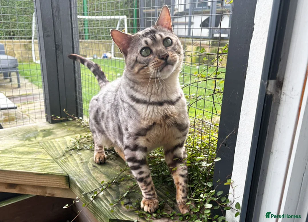 Bengal cats for sale: Beautiful big Silver spotted Bengal boy (ex stud) - Advert 17
