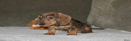 Dachshund dogs for sale: Ready now Wire haired standard x miniture puppy’s  - Advert 13