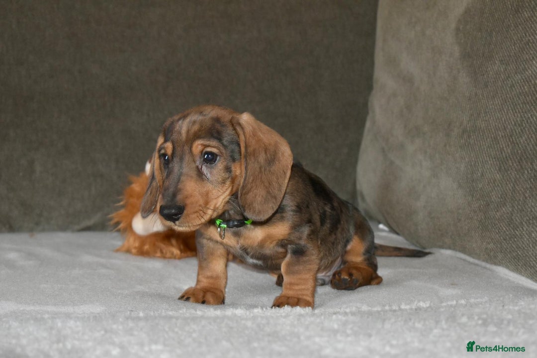 Dachshund dogs for sale: Ready now Wire haired standard x miniture puppy’s  - Advert 13