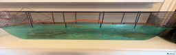 Gerbil rodents for sale: 2 Female gerbils and cage  in Aldershot - Advert 2