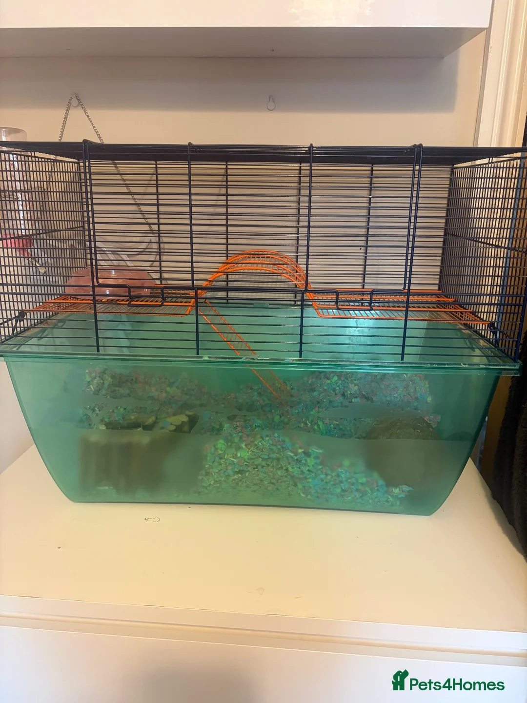 Gerbil rodents for sale: 2 Female gerbils and cage  in Aldershot - Advert 2