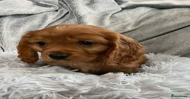 Mixed Breed dogs - Advert 6