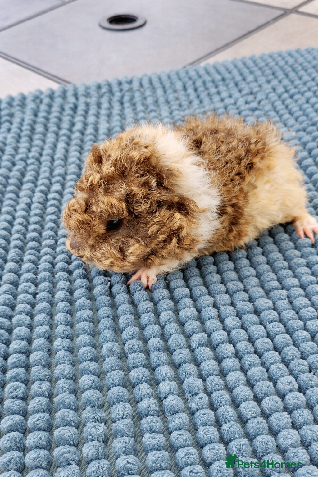 Guinea Pig rodents Longhaired lunkarya baby guinea pig  - Advert 9