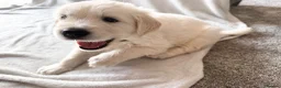 Golden Retriever dogs for sale: Golden Retriever Puppies — Ready from 3rd August - Advert 5