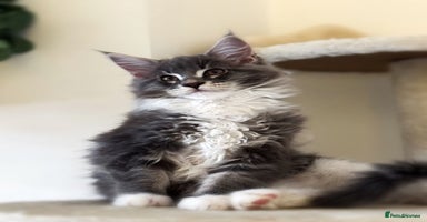 Maine Coon cats - Advert 8