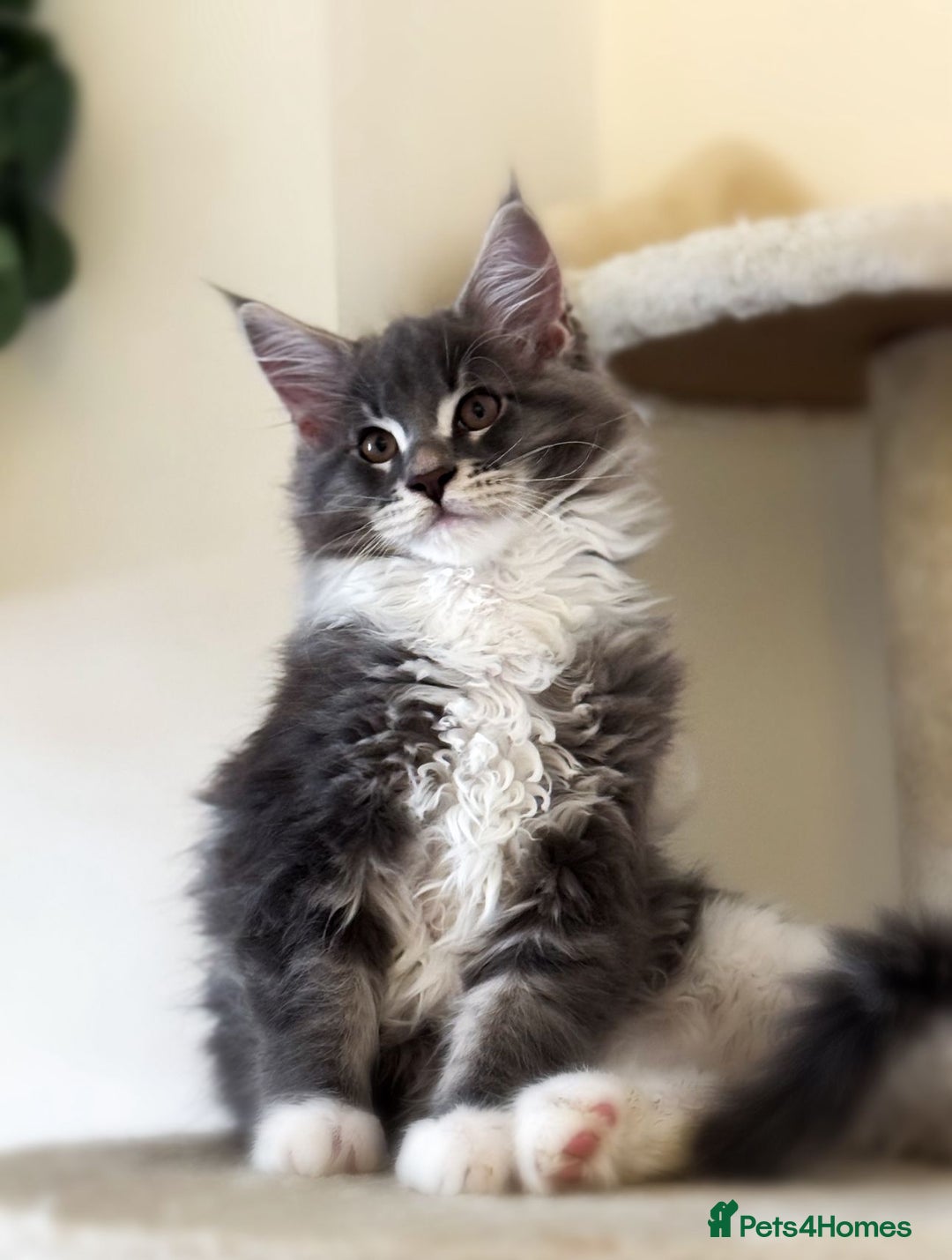 Maine Coon cats for sale: 🔔READY NOW🔔 KING-SIZE MAINE COON CUB - Image 3