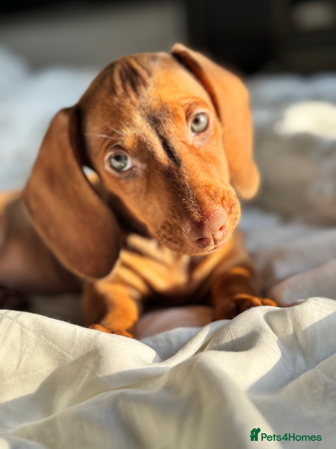 Dachshund dogs for sale: Beautiful puppies of standard dachshund  - Image 12