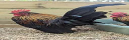 Chickens poultry for sale: Serama Cockerels - Advert 3