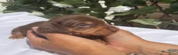 Miniature Dachshund dogs for sale: BEAUTIFUL TINY MINIATURE DASCHUNDS DAPPLE KC  - Advert 37