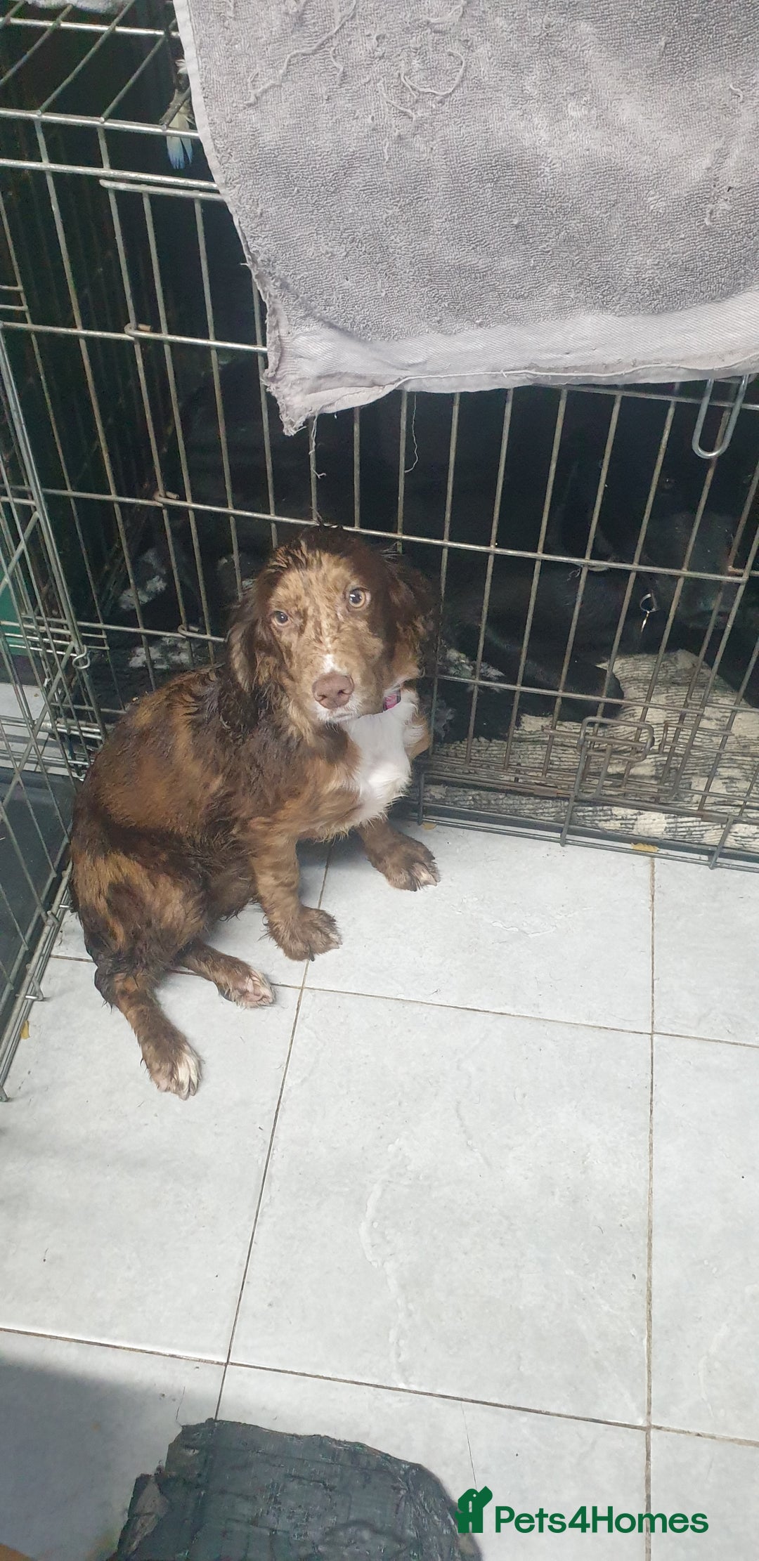 Cocker Spaniel dogs for sale: Cocker spaniel  - Advert 1