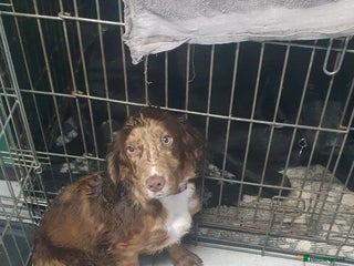 Cocker Spaniel dogs Cocker spaniel - Advert 7