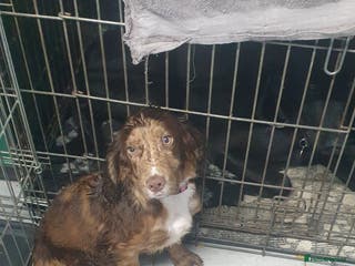 Cocker Spaniel dogs Cocker spaniel - Advert 9