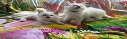 Ragdoll cats for sale: GCCF Reg Pedigree Ragdoll kittens TBRCC - Advert 8