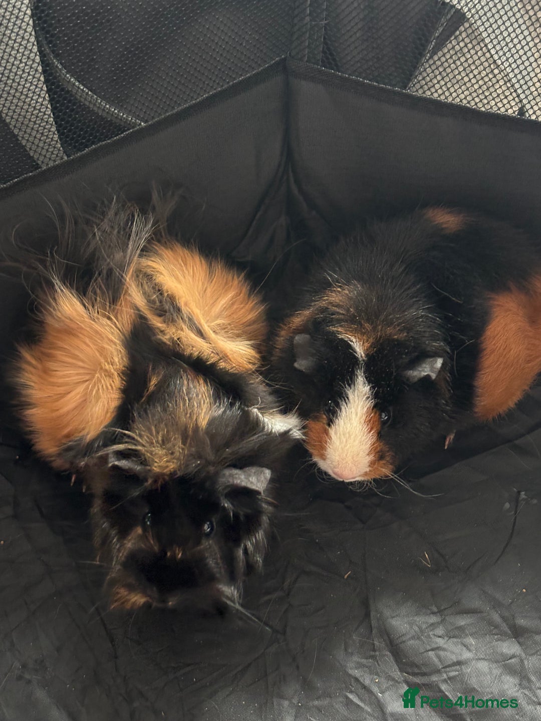 Guinea Pig rodents for sale: New home for two female guinea pigs - Image 1