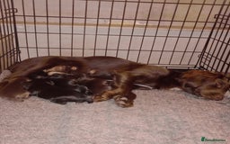 Cocker Spaniel dogs for sale: Working Cocker Spaniels  - Image 2