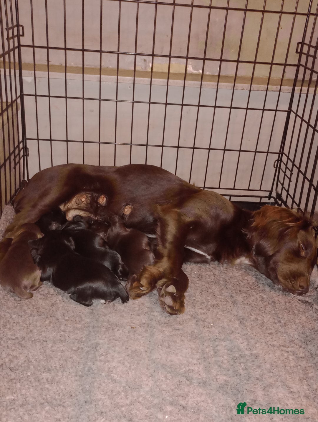 Cocker Spaniel dogs for sale: Working Cocker Spaniels  - Image 2