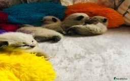 Ragdoll cats for sale: Ragdoll kittens  - Image 18