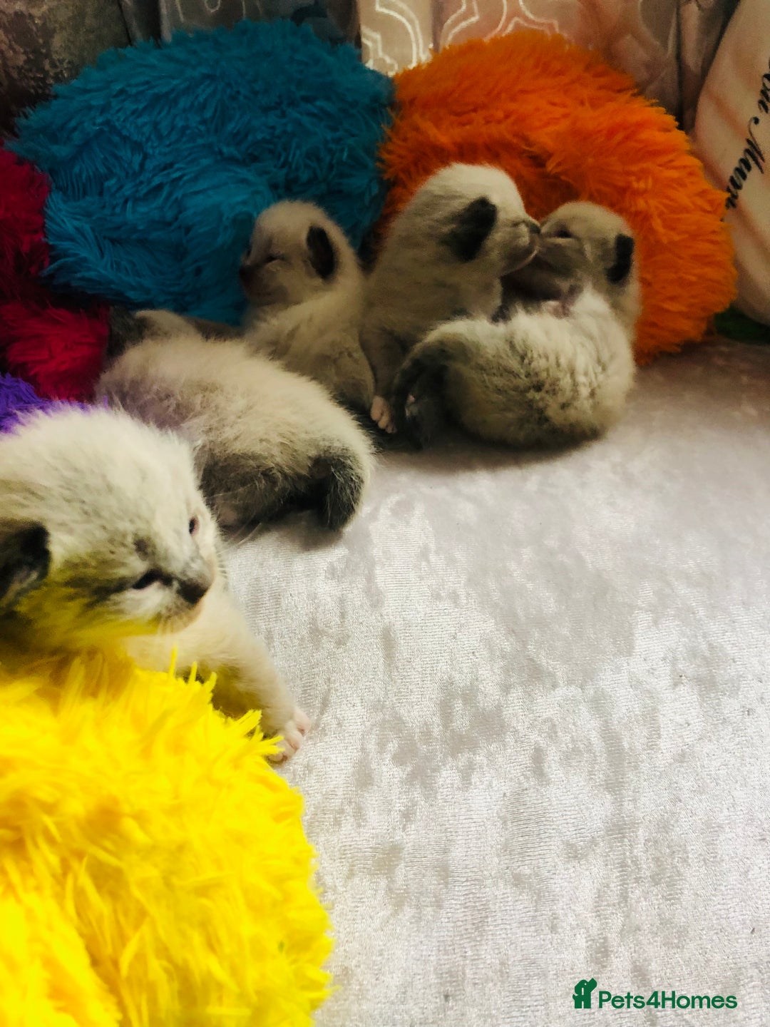 Ragdoll cats for sale: Ragdoll kittens  - Image 18