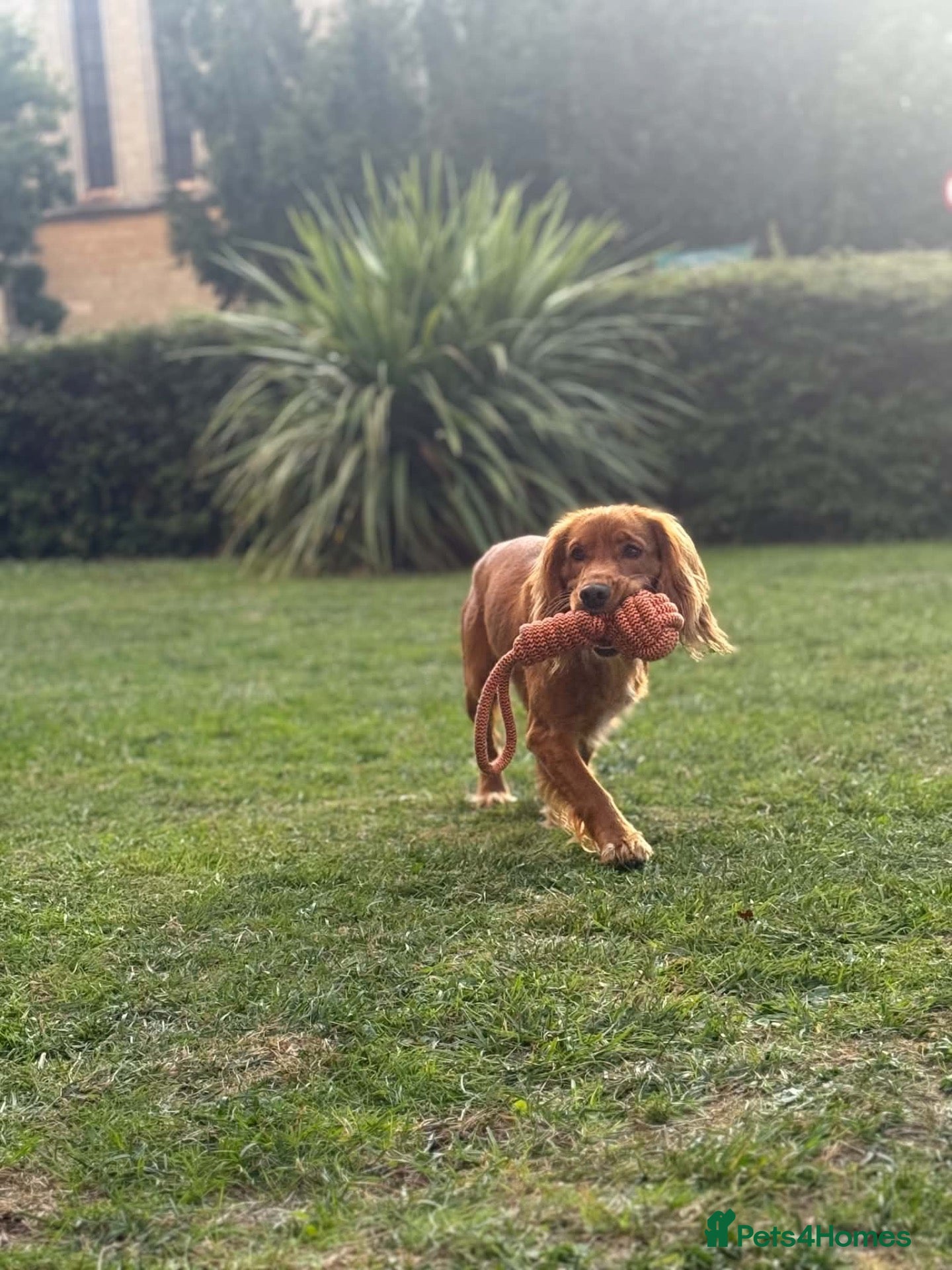 Cocker Spaniel dogs Cocker spaniel - Advert 11