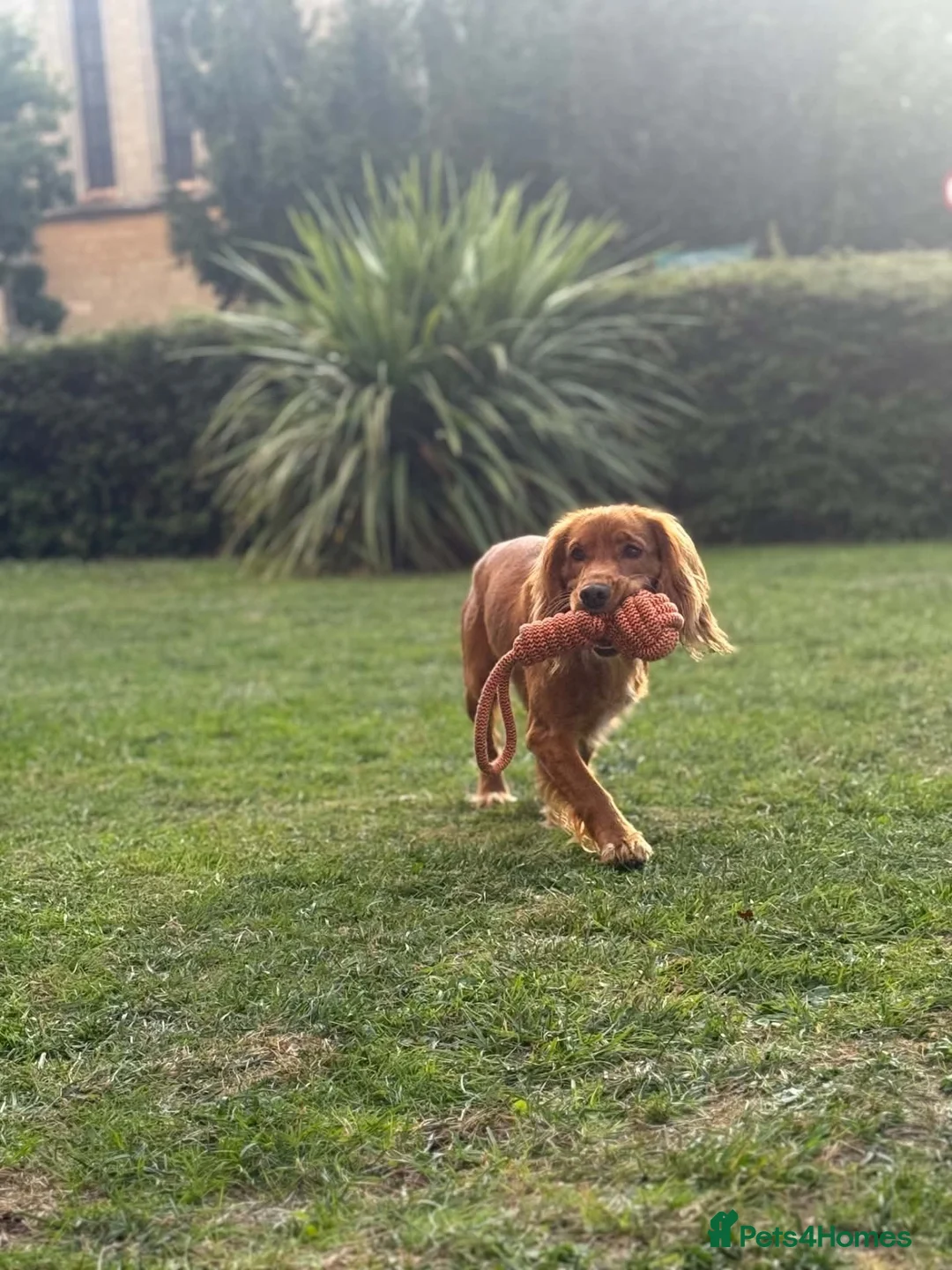 Cocker Spaniel dogs for sale: Cocker spaniel - Advert 1