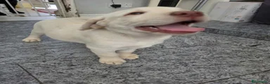 Labrador Retriever 1