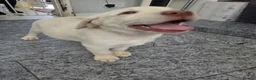 Labrador Retriever dogs for sale: Two white labradors in Newport - Advert 3