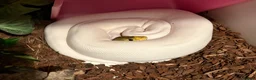 Python Snake reptiles for sale: Ball python and corn snake  - Advert 4