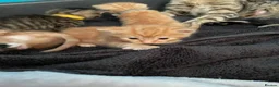Mixed Breed cats for sale: 2 stunning mixed breed kittens  - Advert 20