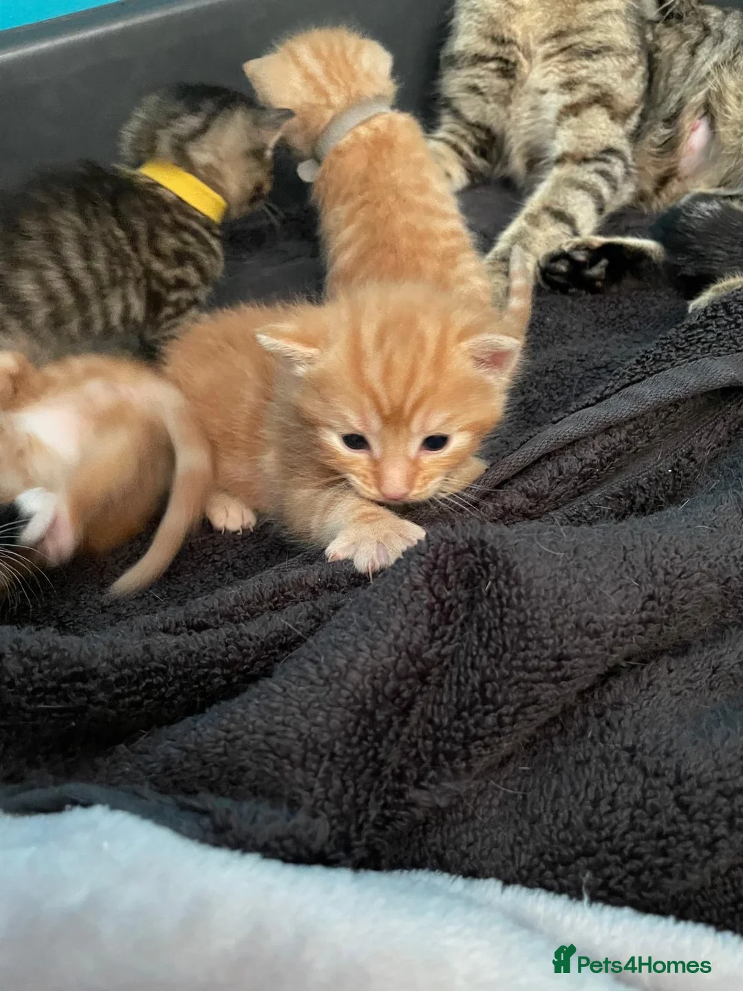 Mixed Breed cats for sale: 2 stunning mixed breed kittens  - Advert 20
