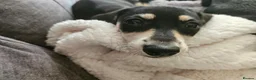 Dachshund dogs for sale: Adult Dachshund girl and boy looking for new home  - Advert 13