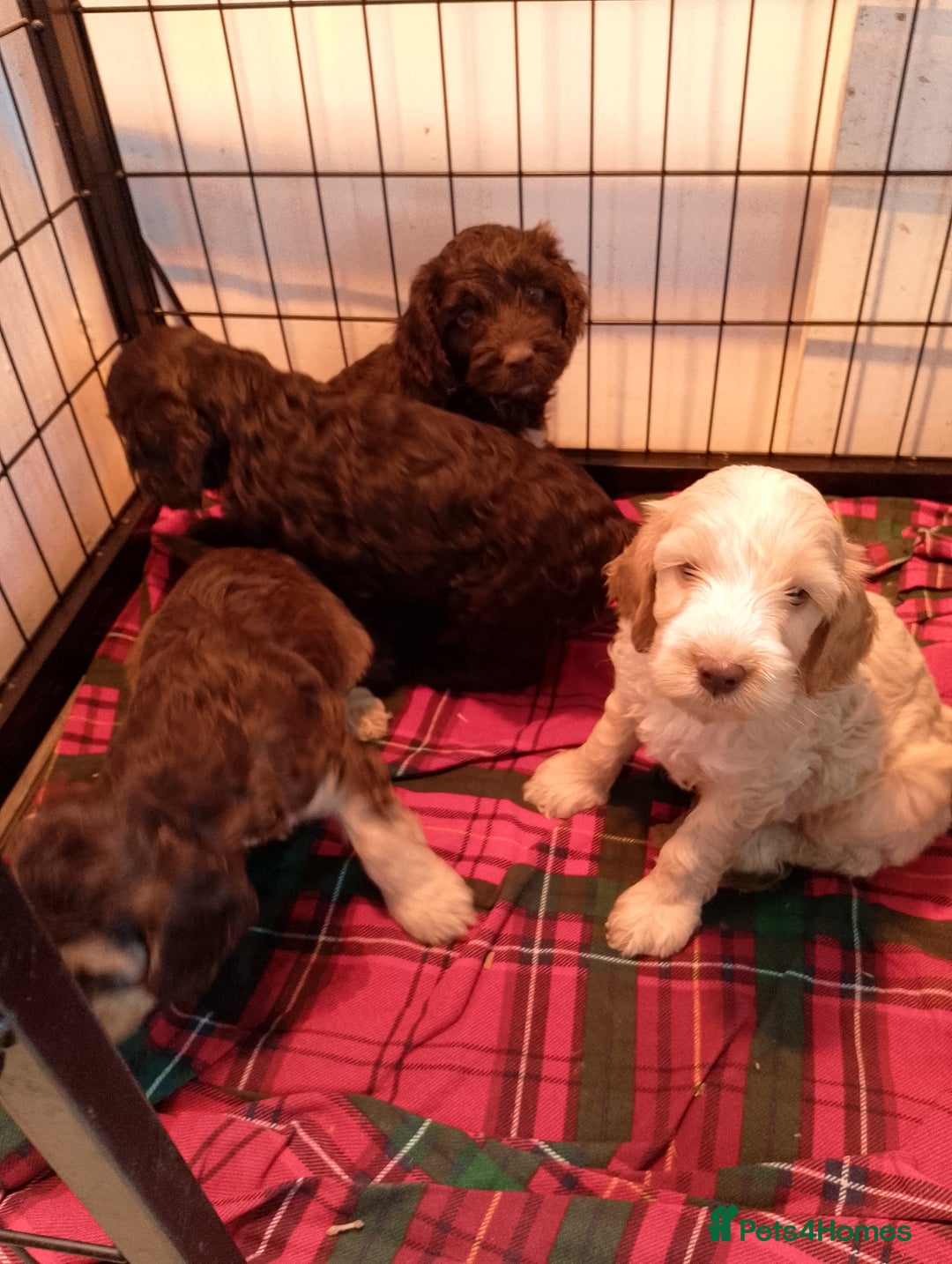 Cockapoo dogs for sale: F1 Chocolate Choc/Tan and Gold Cockapoo Puppies - Image 5