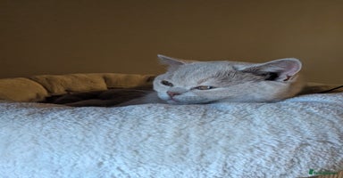 British Shorthair cats GCCF Registered Championship Line BSH Kittens - Advert 13