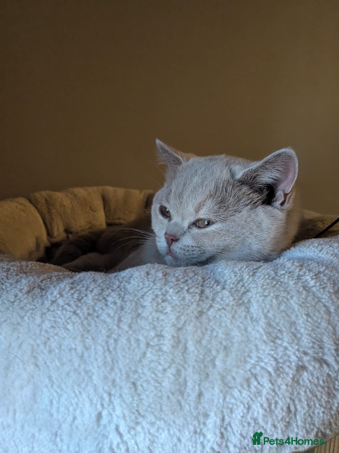 British Shorthair cats for sale: GCCF Registered Championship Line BSH Kittens - Advert 7