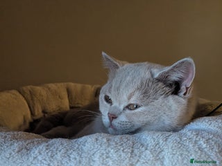 British Shorthair cats GCCF Registered Championship Line BSH Kittens - Advert 2