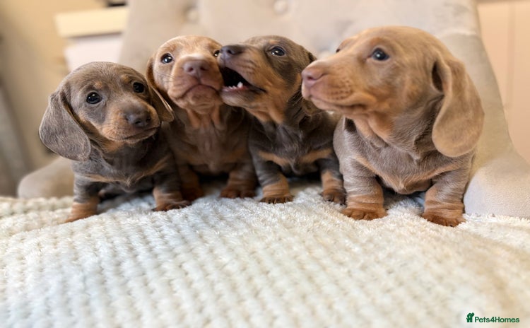 Miniature Dachshund dogs - Advert 9