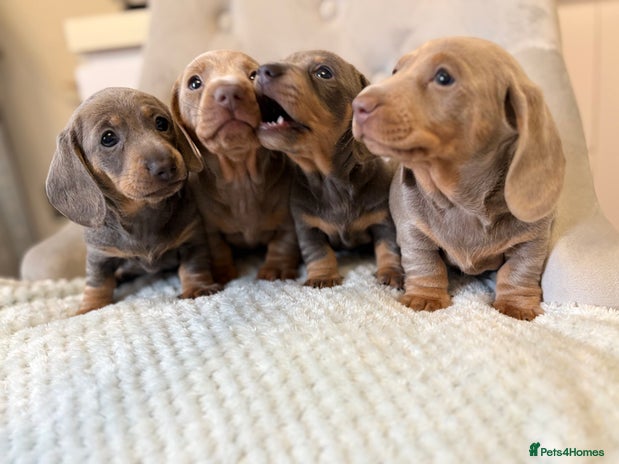 Miniature Dachshund dogs - Advert 5