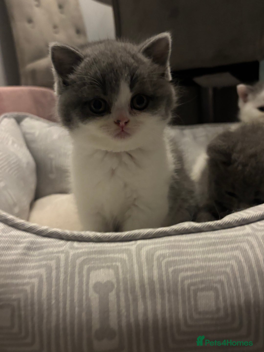 British Shorthair cats for sale: 2 sweet babies left!! - Advert 7