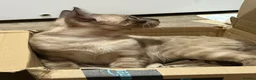 Bengal cats for sale: Seal Solid Silver Mink Bengals ❤️ - Advert 3