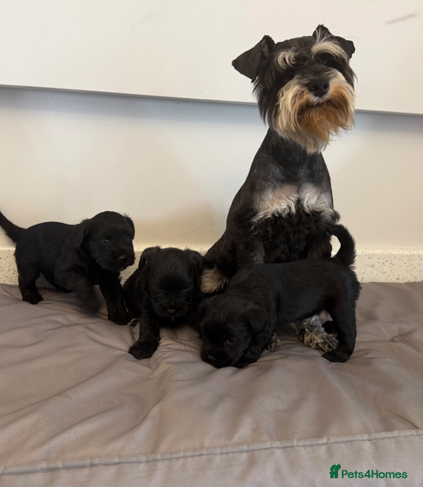 Miniature Schnauzer dogs Beauiful miniature schnauzer puppies available  - Advert 7